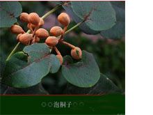 泡桐果的功效与作用