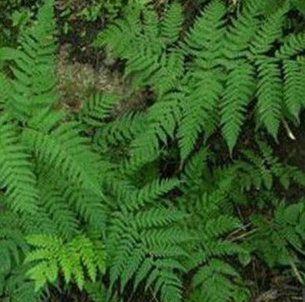 花叶狗牙七的功效与作用