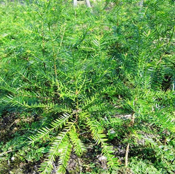 香榧草