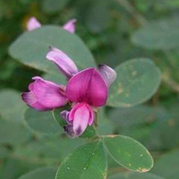 美丽胡枝子花的功效与作用