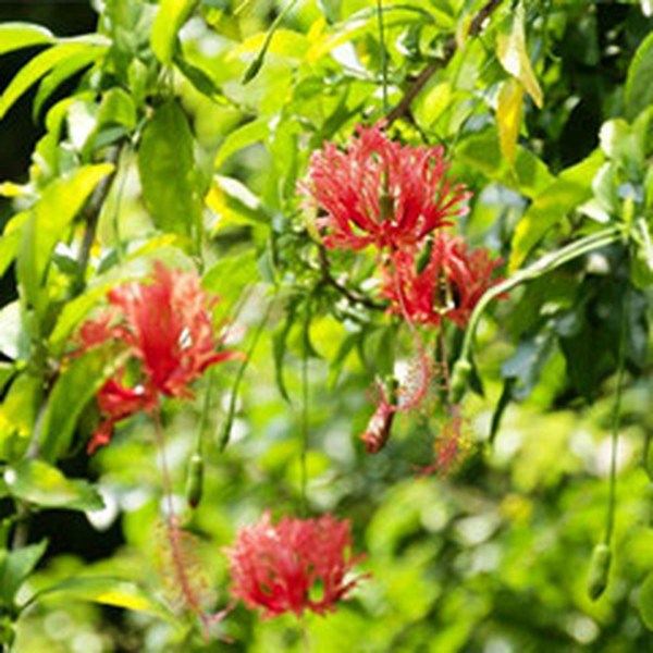吊灯花