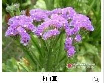 补血草的功效与作用