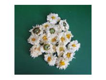 白菊花根的功效与作用
