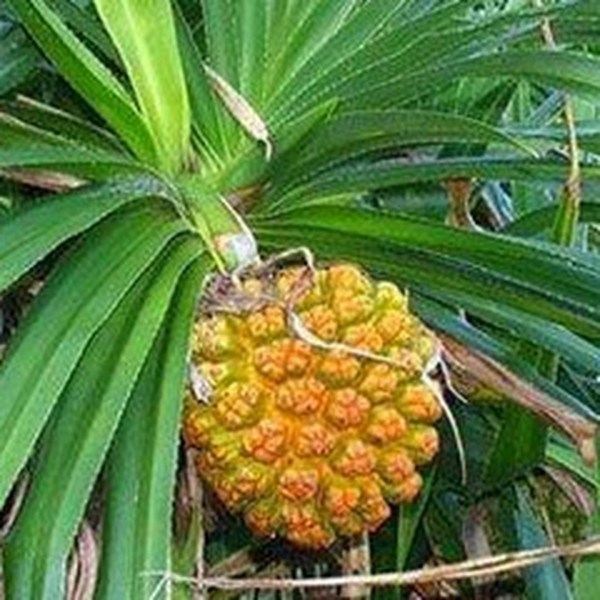 露兜竻花的功效与作用