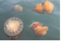 海蜇的功效与作用