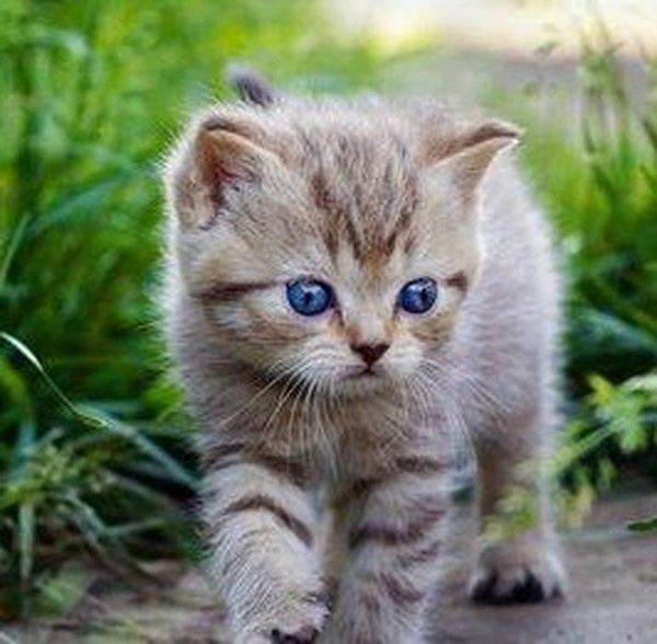 猫肝的功效与作用
