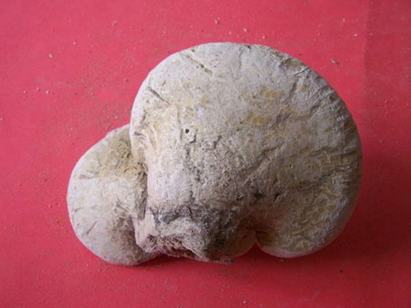 阿里红的功效与作用