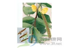 望江南的功效与作用