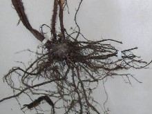 库页悬钩子根的功效与作用
