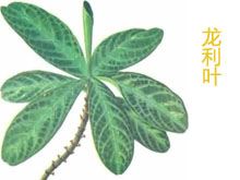 龙利叶花的功效与作用