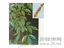飞龙掌血的功效与作用