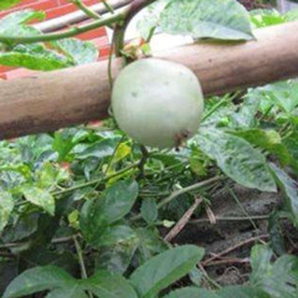 白花果的功效与作用