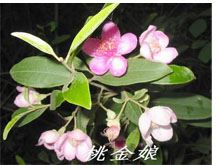 桃金娘花的功效与作用