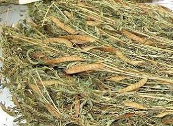 水皂角子的功效与作用