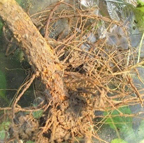 竹叶椒根的功效与作用