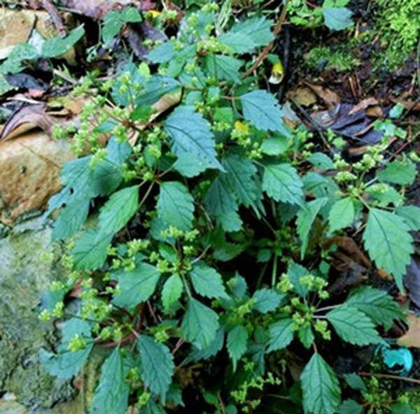 小凤尾草的功效与作用