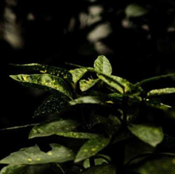 花斑叶的功效与作用