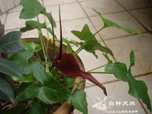 土半夏的功效与作用