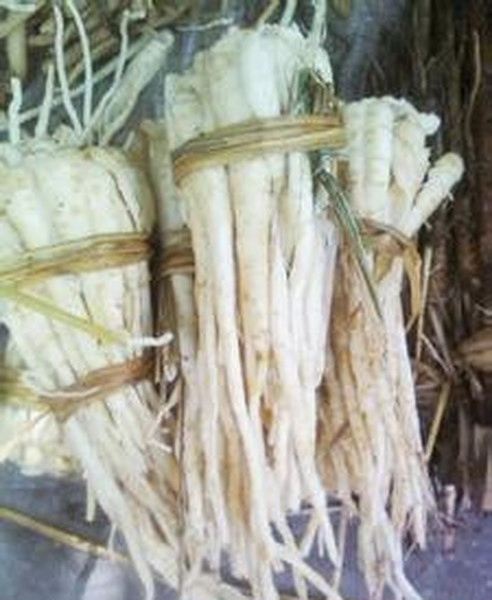 茴香根