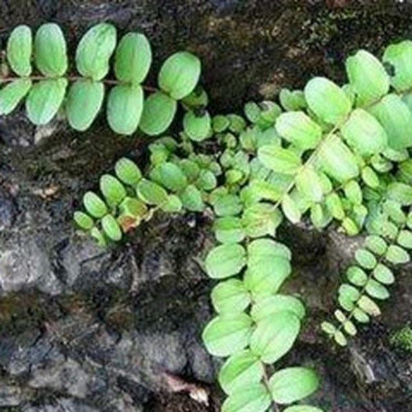 马鞍藤根的功效与作用