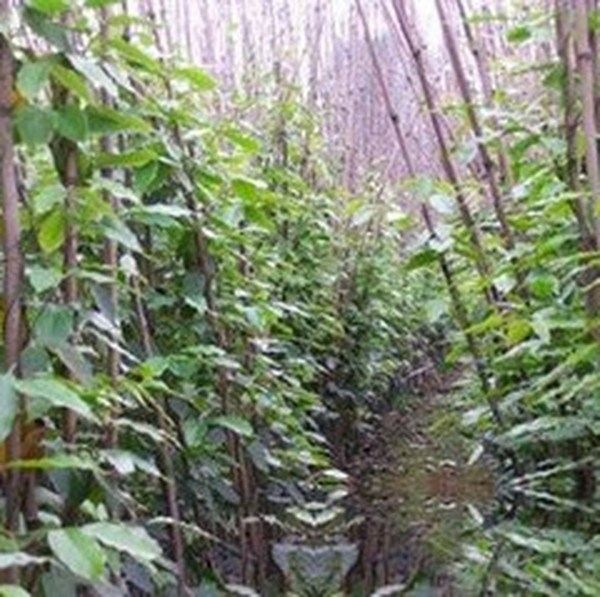 牛马藤的功效与作用