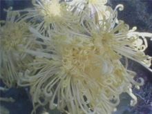点头菊的功效与作用
