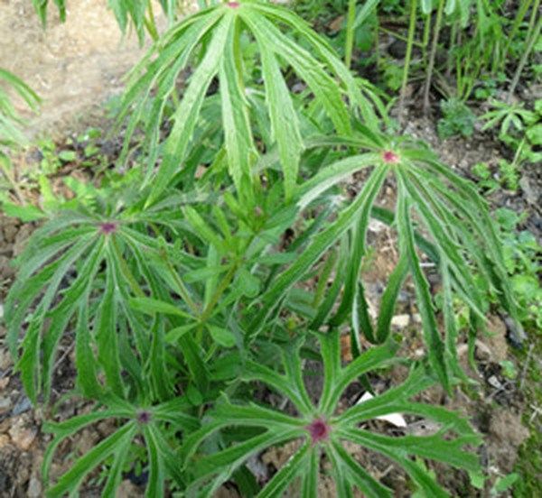 兔儿伞的功效与作用