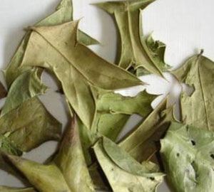十大功劳叶的功效与作用