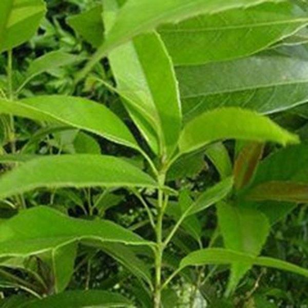 多穗石柯叶的功效与作用