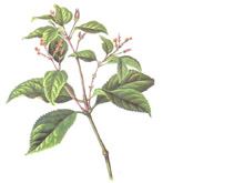 九节茶的功效与作用