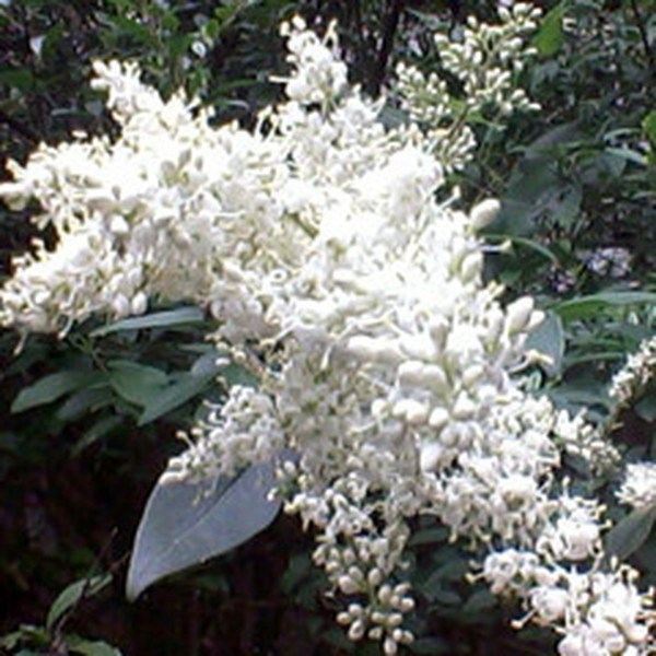 白蜡花的功效与作用