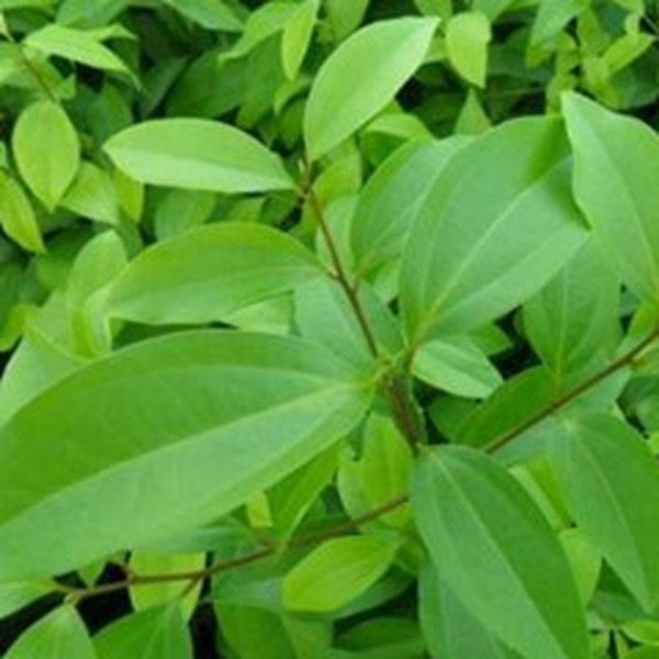 大叶花椒茎叶的功效与作用
