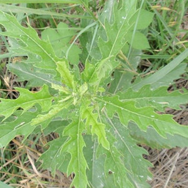 大刺儿菜的功效与作用