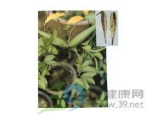 羊角拗的功效与作用