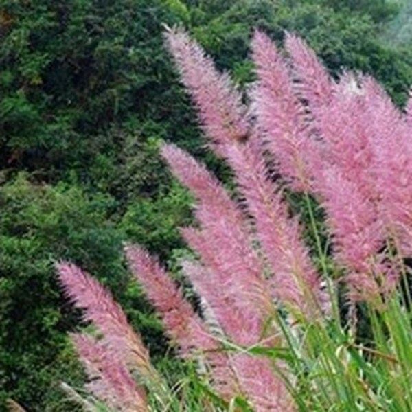 斑茅花的功效与作用