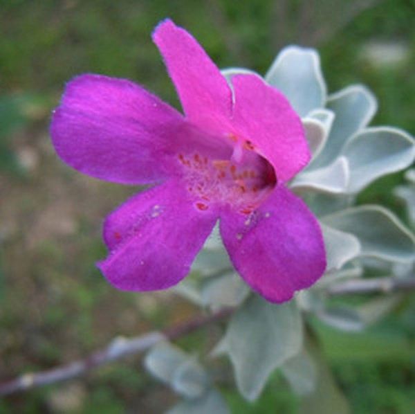 玉芙蓉的功效与作用