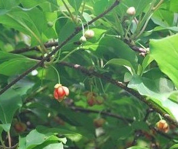 野槟榔的功效与作用