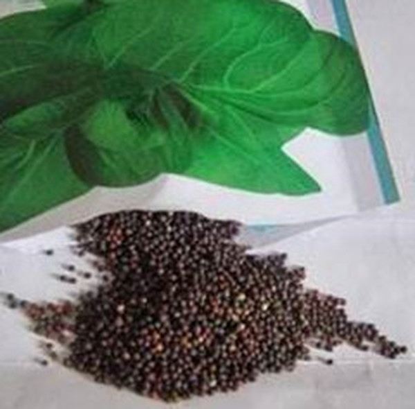 菘子的功效与作用