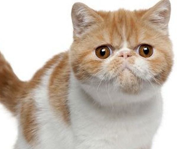 猫油的功效与作用