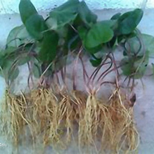 漆大姑根的功效与作用