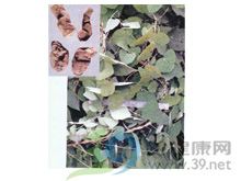 粉防己的功效与作用