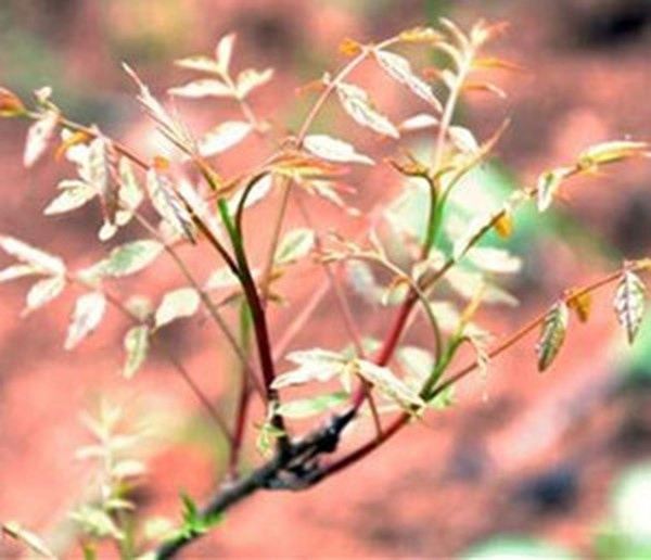 黄练芽的功效与作用