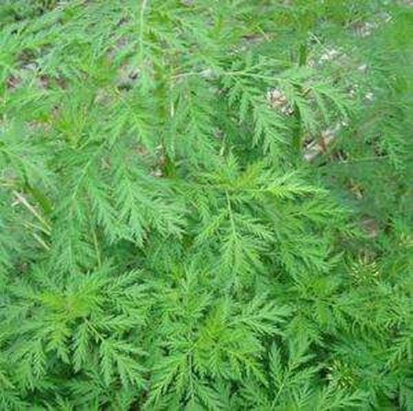 破布草的功效与作用