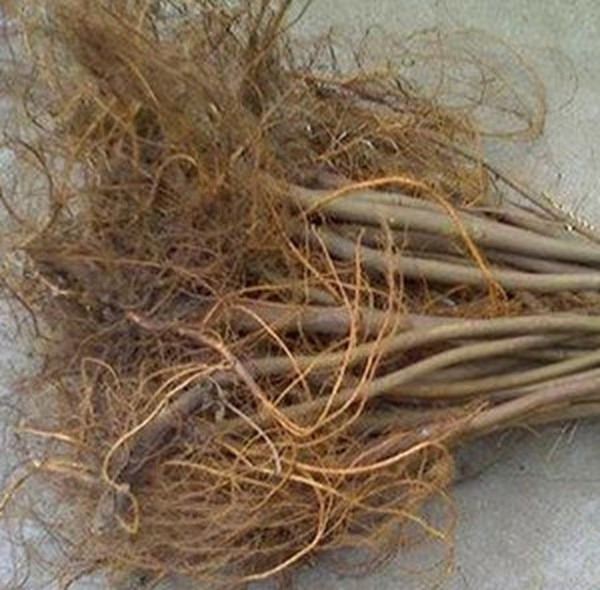 无花果根的功效与作用