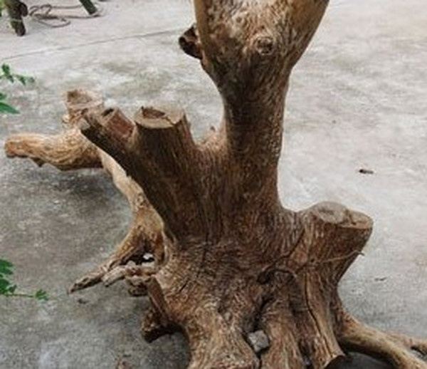 枣树根的功效与作用