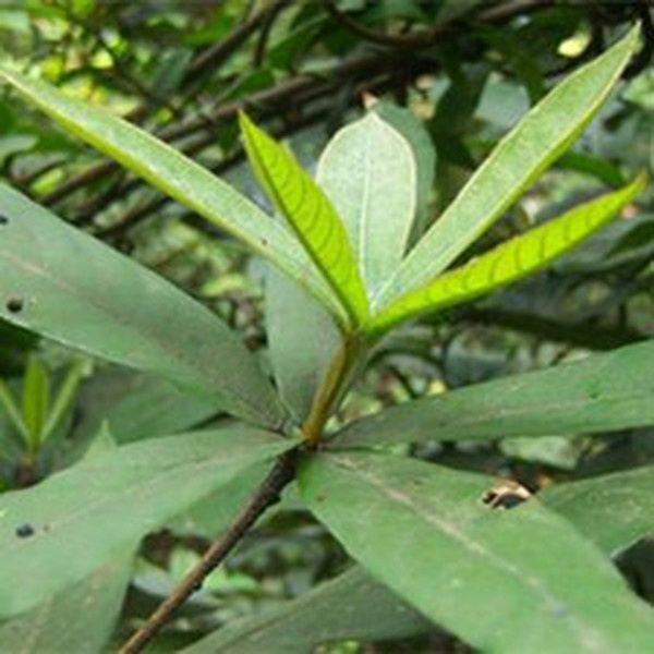 木姜子叶的功效与作用
