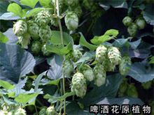 野酒花的功效与作用