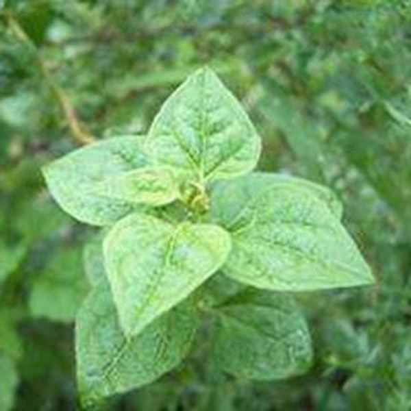 山香草的功效与作用
