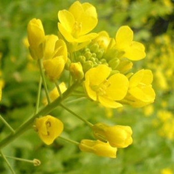 茅香花的功效与作用