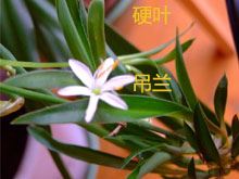 树茭瓜果的功效与作用
